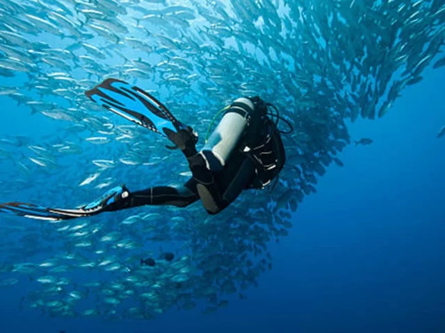 molamola2 Mola Mola Dive Bali