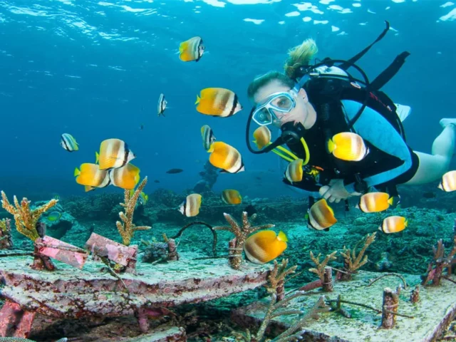 molamola3 Mola Mola Dive Bali